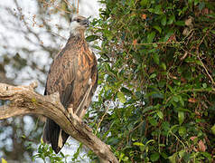 Madagascan Fish Eagle