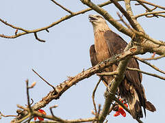 Pallas's Fish Eagle