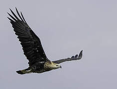 Pallas's Fish Eagle