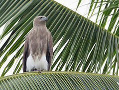 Lesser Fish Eagle