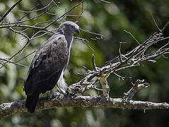 Lesser Fish Eagle