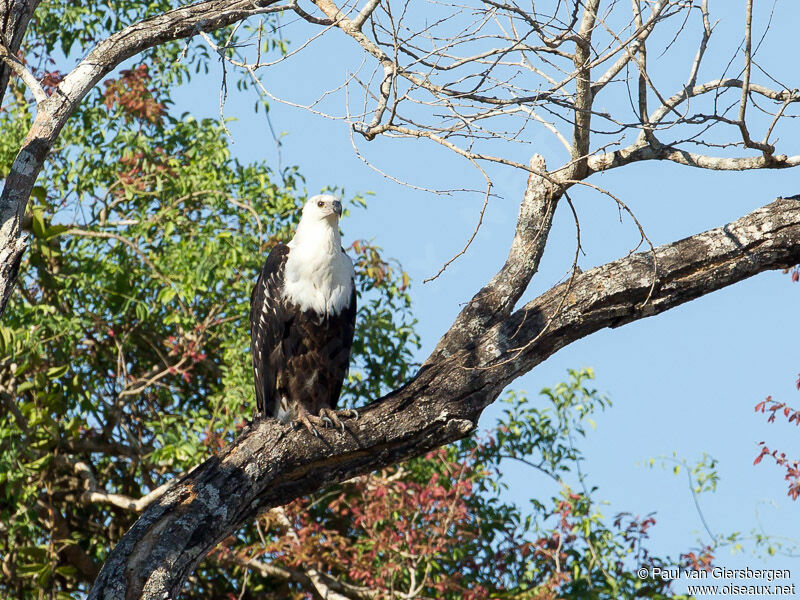 African Fish Eagle