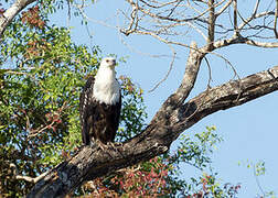 African Fish Eagle