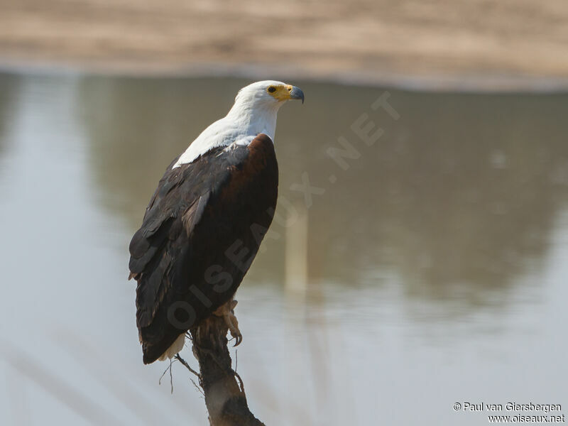 African Fish Eagle