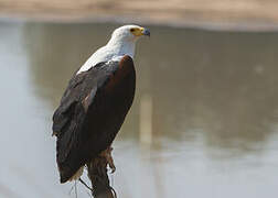 African Fish Eagle