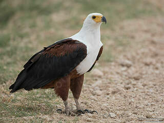 Pygargue vocifère adulte - pava307682