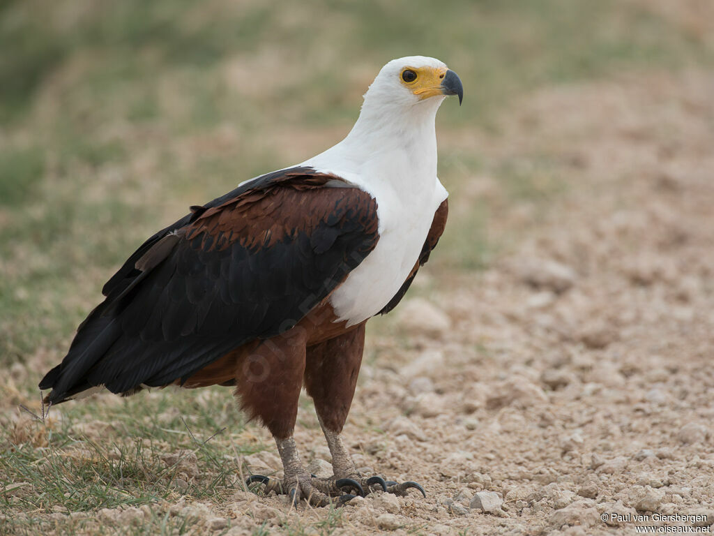 African Fish Eagleadult