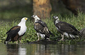 African Fish Eagle