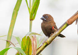 Black-bellied Seedcracker