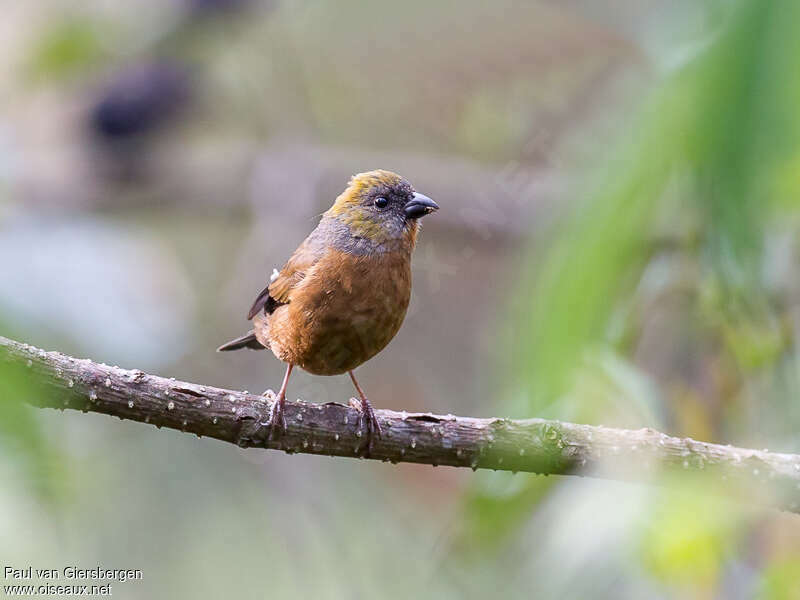 Golden-naped Finch female adult, close-up portrait, pigmentation