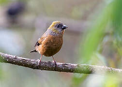 Golden-naped Finch