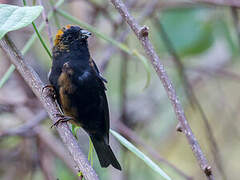 Golden-naped Finch