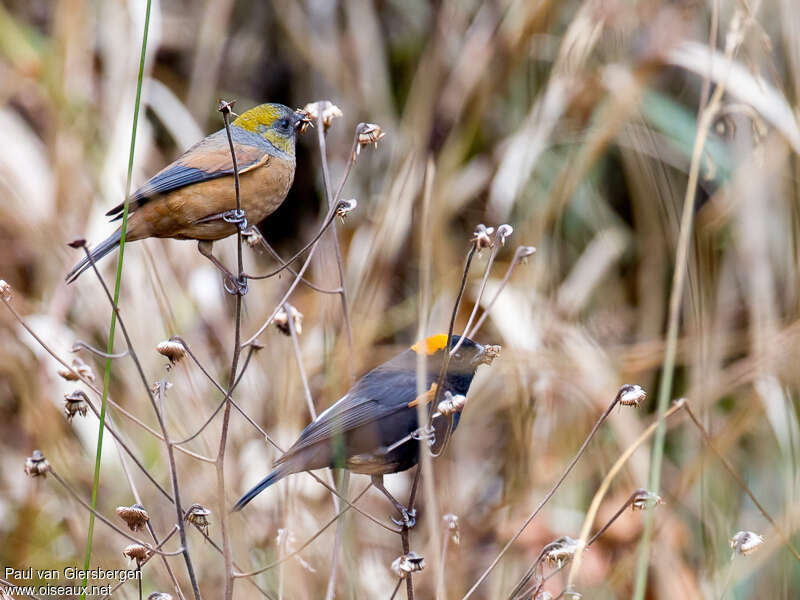 Golden-naped Finchadult breeding, pigmentation, feeding habits, Reproduction-nesting