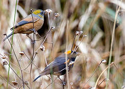 Golden-naped Finch