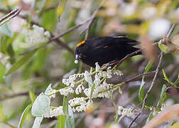 Golden-naped Finch