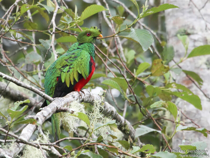 Crested Quetzal