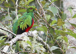 Crested Quetzal