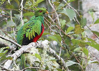 Quetzal antisien