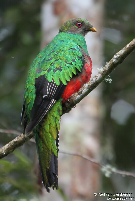 Quetzal antisien