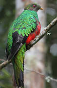 Crested Quetzal