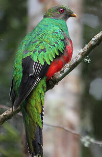 Quetzal antisien