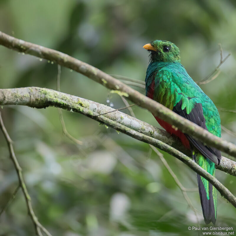 Quetzal brillant mâle adulte