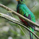 Quetzal brillant