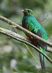 Quetzal brillant