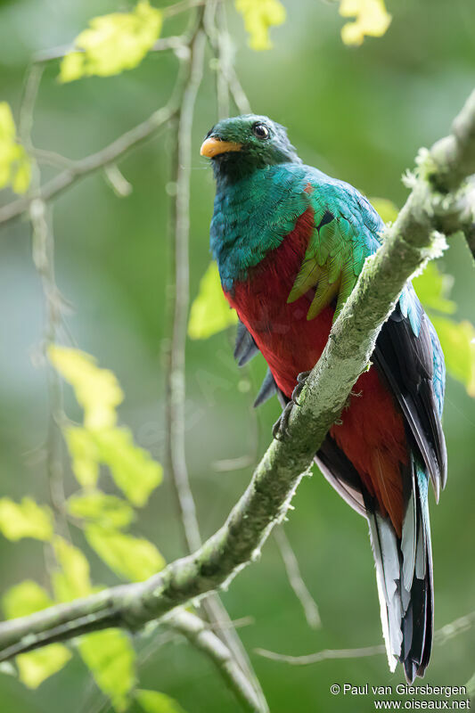 Quetzal brillant mâle adulte