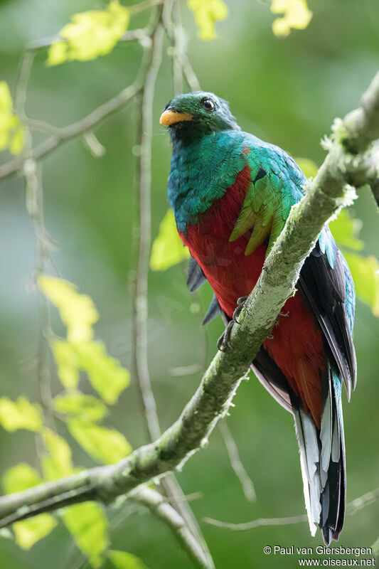 White-tipped Quetzal male adult