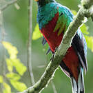 Quetzal brillant