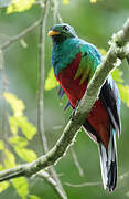 Quetzal brillant