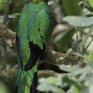 Quetzal doré
