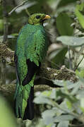 Quetzal doré