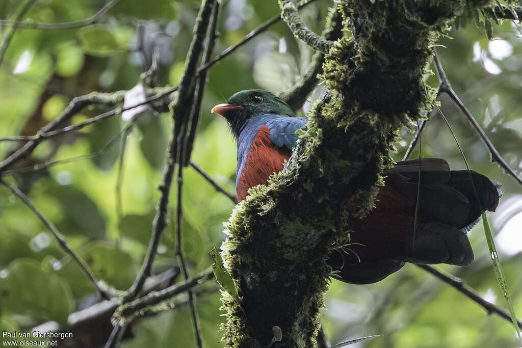 Pavonine Quetzal male adult, identification