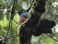 Quetzal pavonin