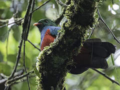 Pavonine Quetzal