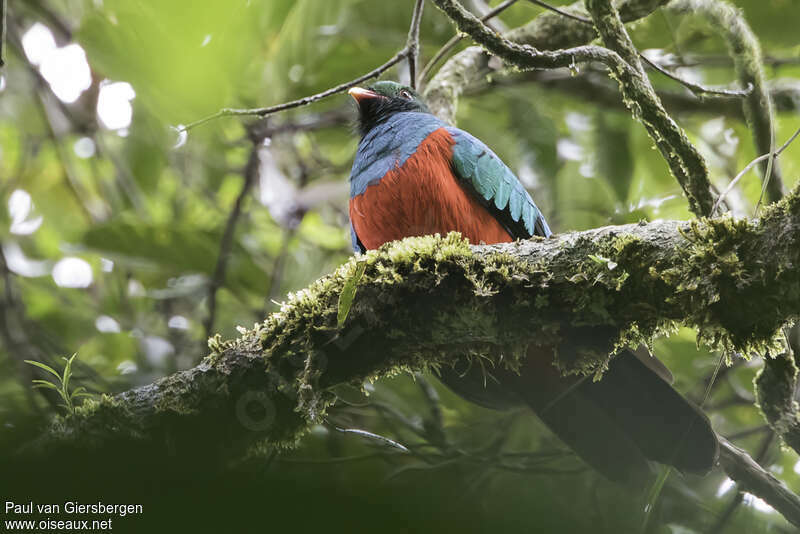 Pavonine Quetzal male adult, habitat, pigmentation