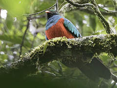 Pavonine Quetzal