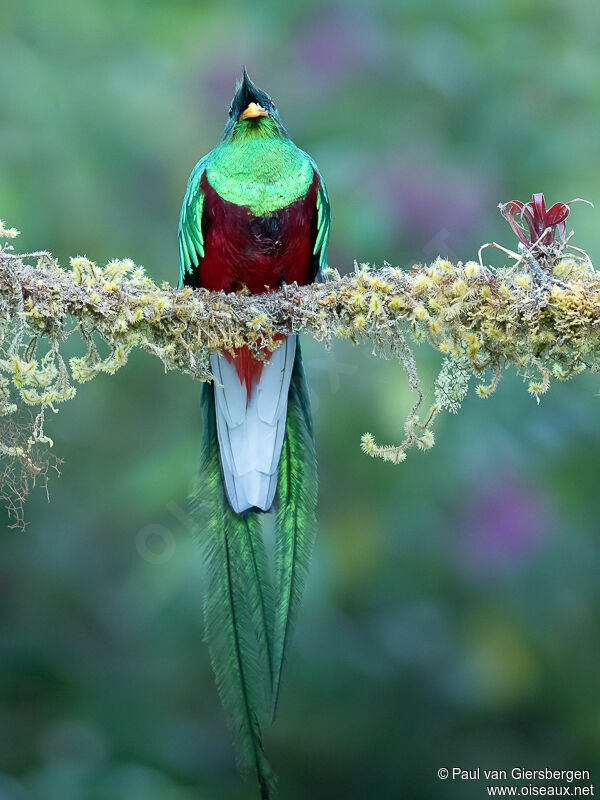 Quetzal resplendissant mâle adulte