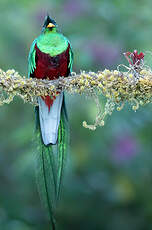 Quetzal resplendissant