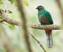 Quetzal resplendissant