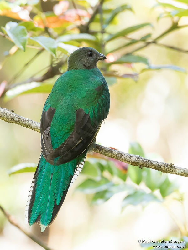 Quetzal resplendissant femelle adulte