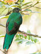 Quetzal resplendissant