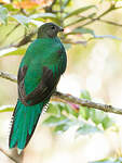 Quetzal resplendissant