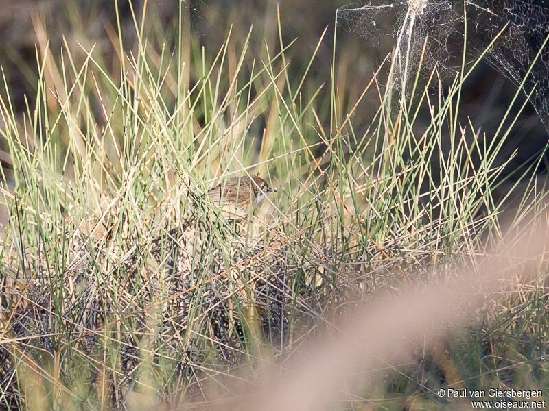 Mallee Emu-wren