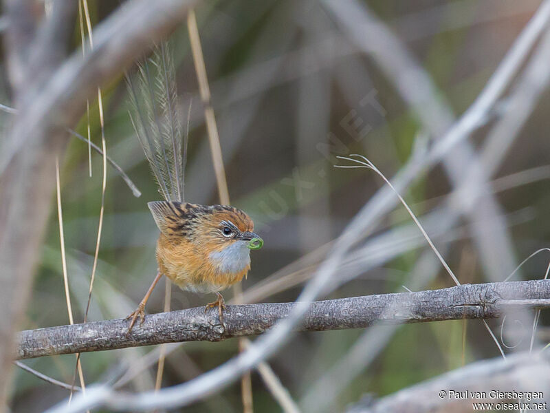 Southern Emu-wren