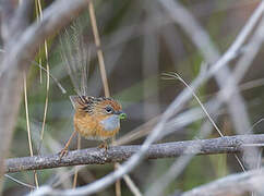 Southern Emu-wren