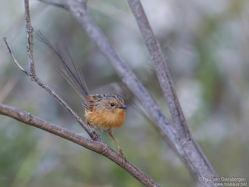 Southern Emu-wren female adult