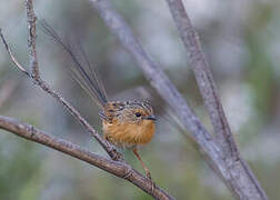 Southern Emu-wren